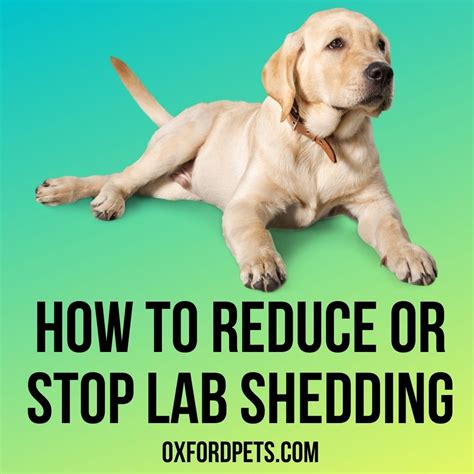 how to reduce labrador shedding.